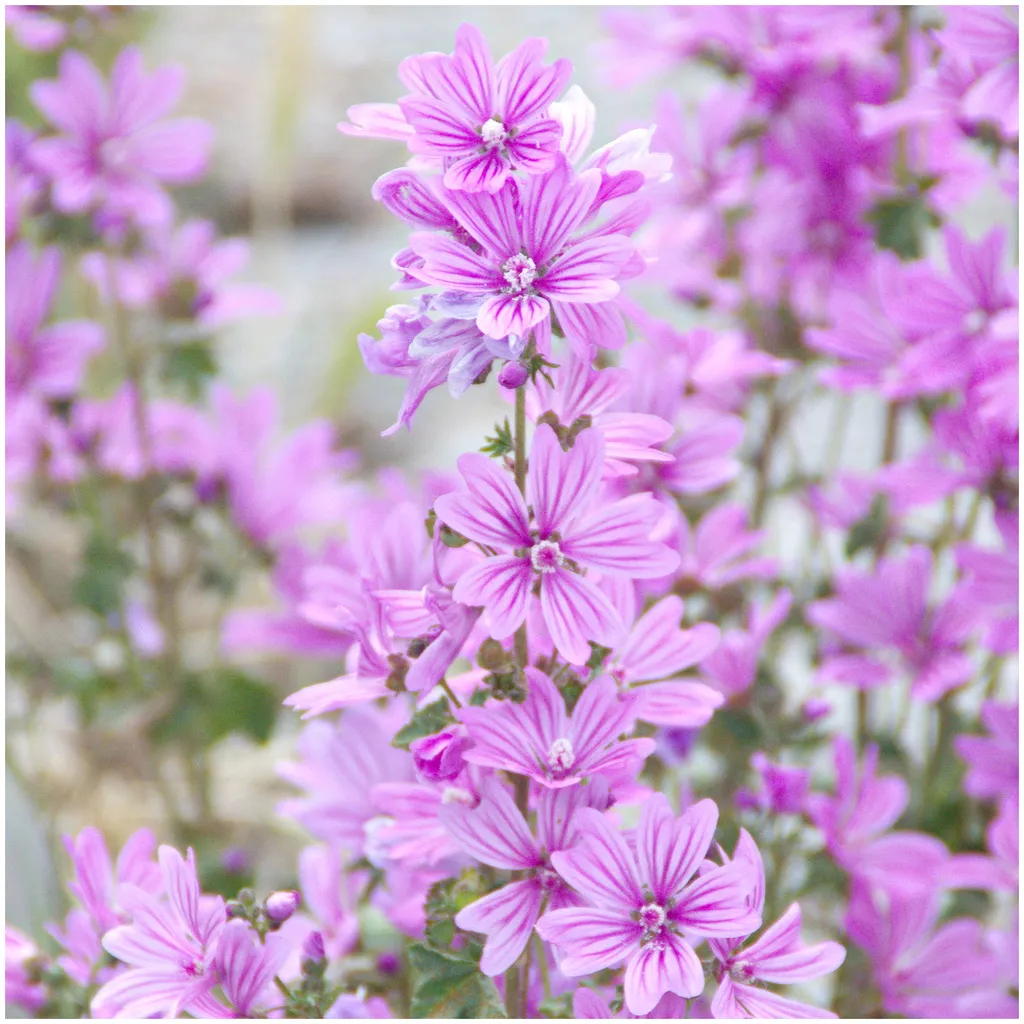 Rausch Hydration Boy Lotion with Mallow