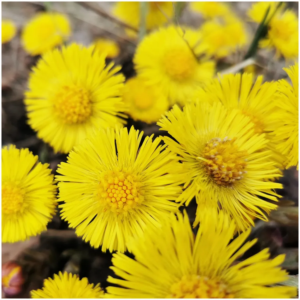 Rausch Anti-Dandruff Shampoo with Coltsfoot