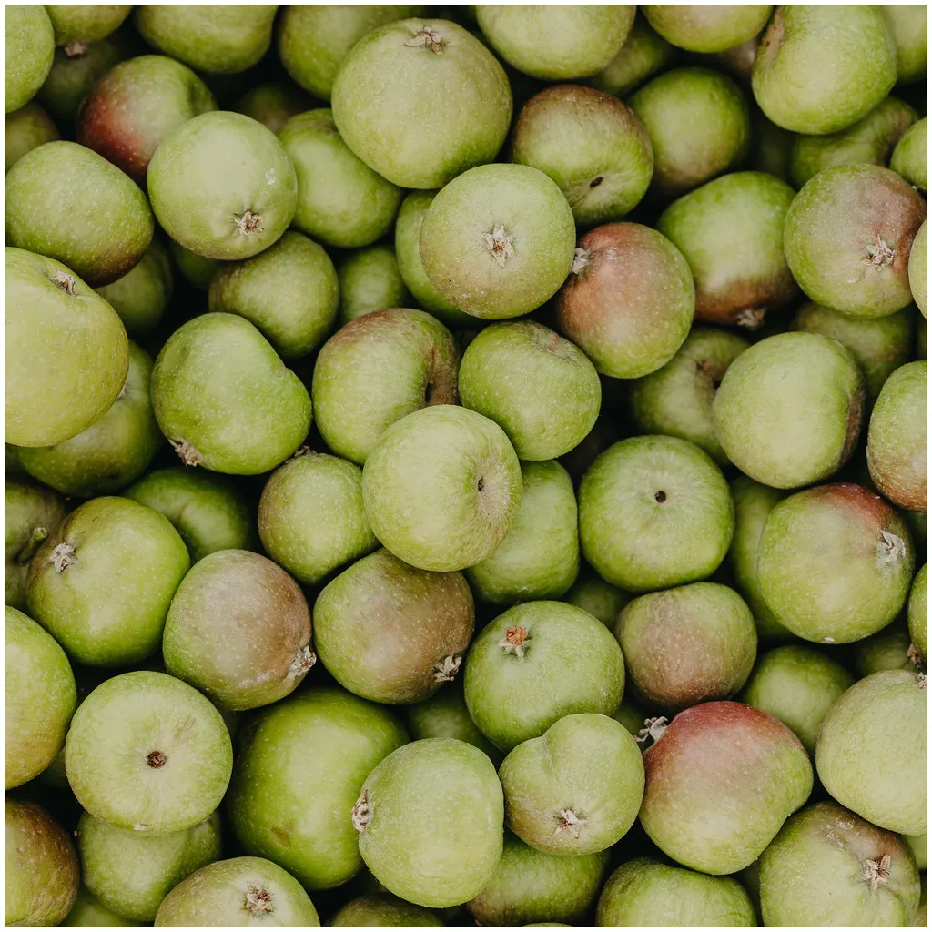 Rausch Anti-Pollution Shampoo with Swiss Apple