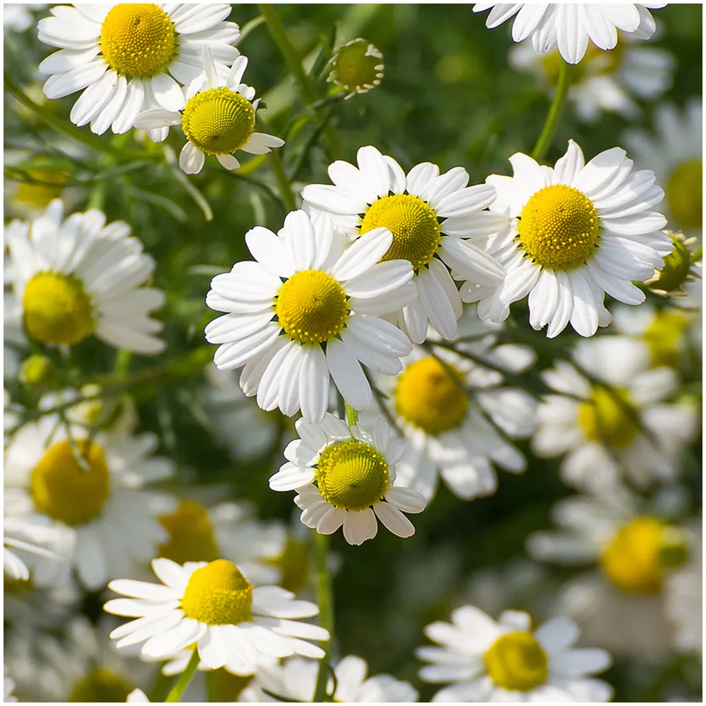 Rausch sensitive body lotion with chamomile