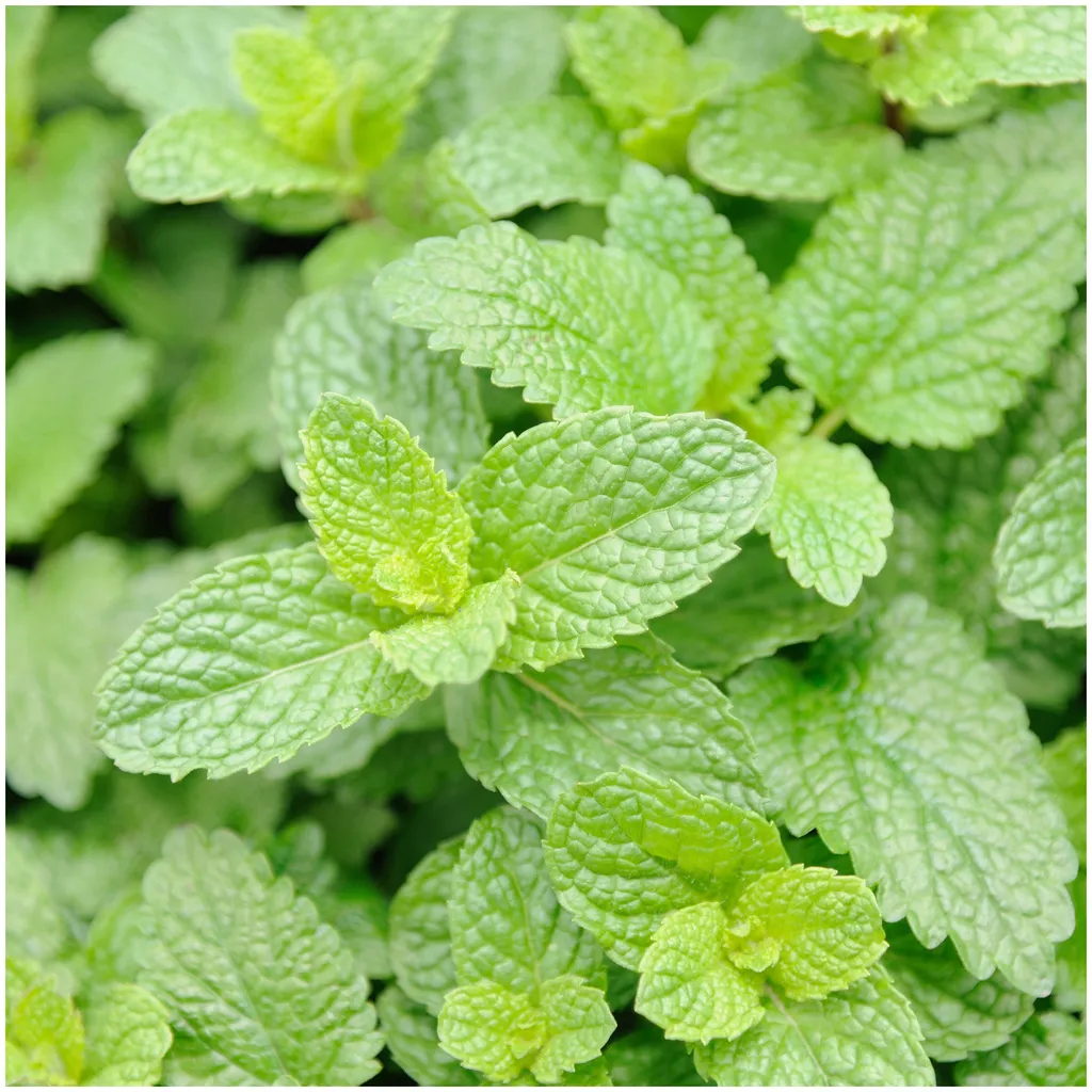 Rausch Fresh Shower Gel with mint