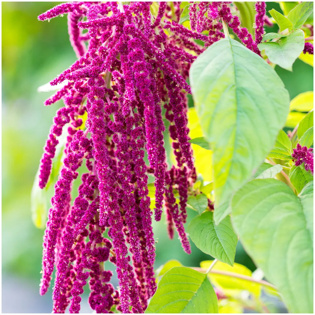 Rausch Repair Conditioner mit Amaranth