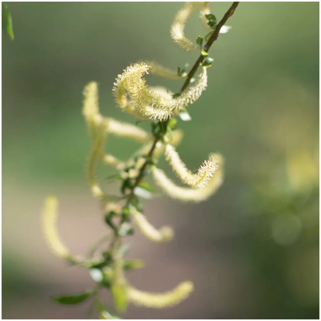 Rausch Special Conditioner with Willow Bark